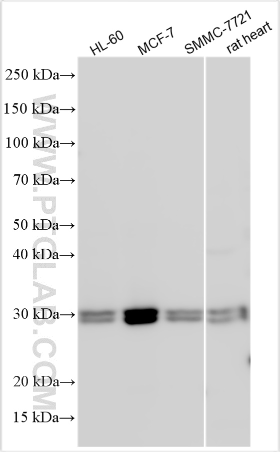 RBM38