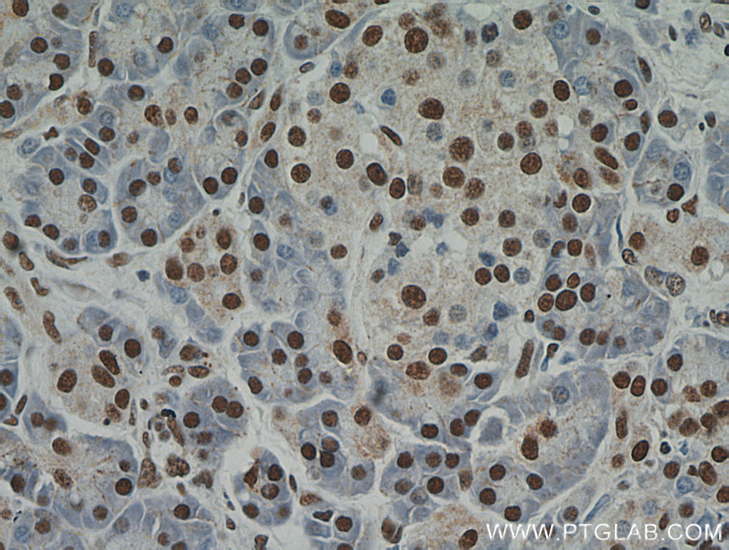 IHC staining of human pancreas using 21339-1-AP