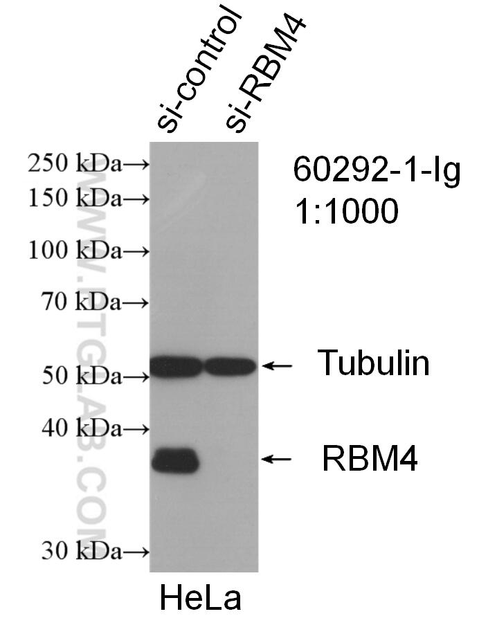 WB analysis of HeLa using 60292-1-Ig