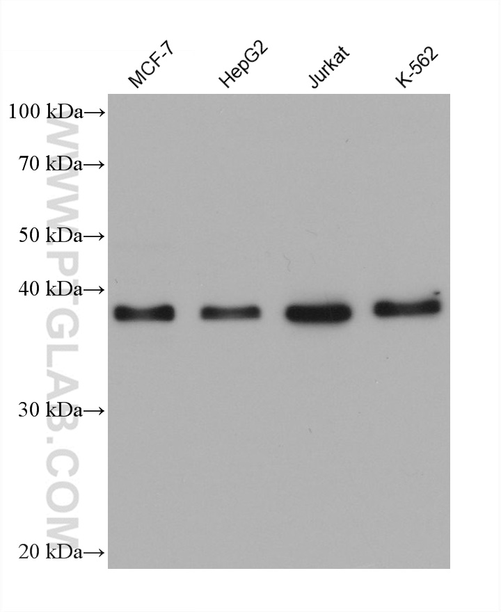 WB analysis using 60292-1-Ig (same clone as 60292-1-PBS)