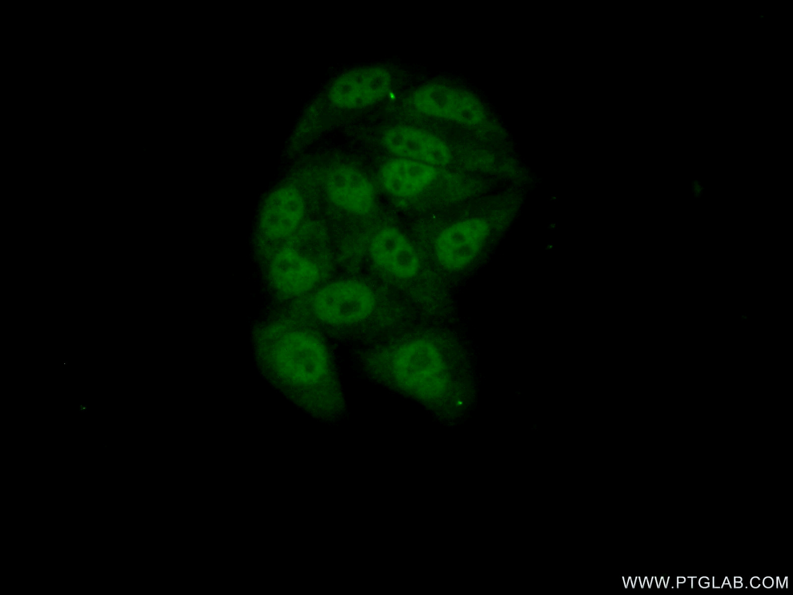 IF Staining of HepG2 using 21896-1-AP