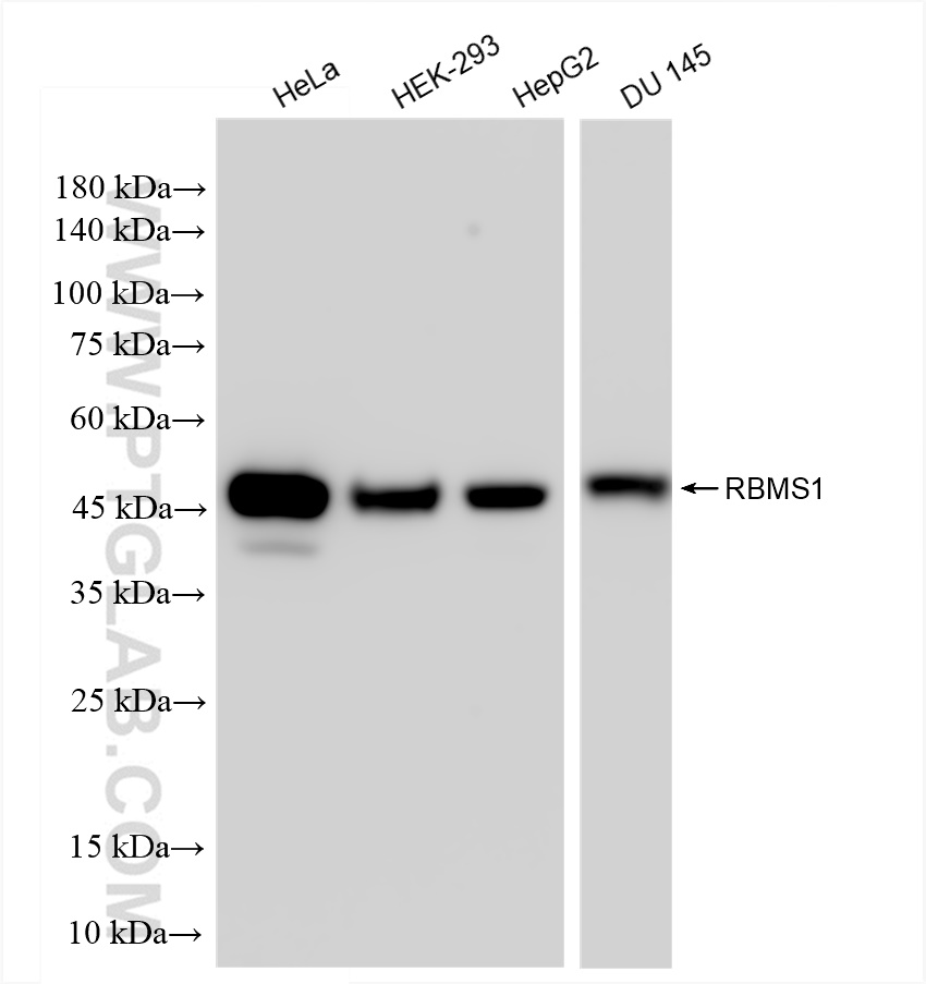 WB analysis using 83623-5-RR