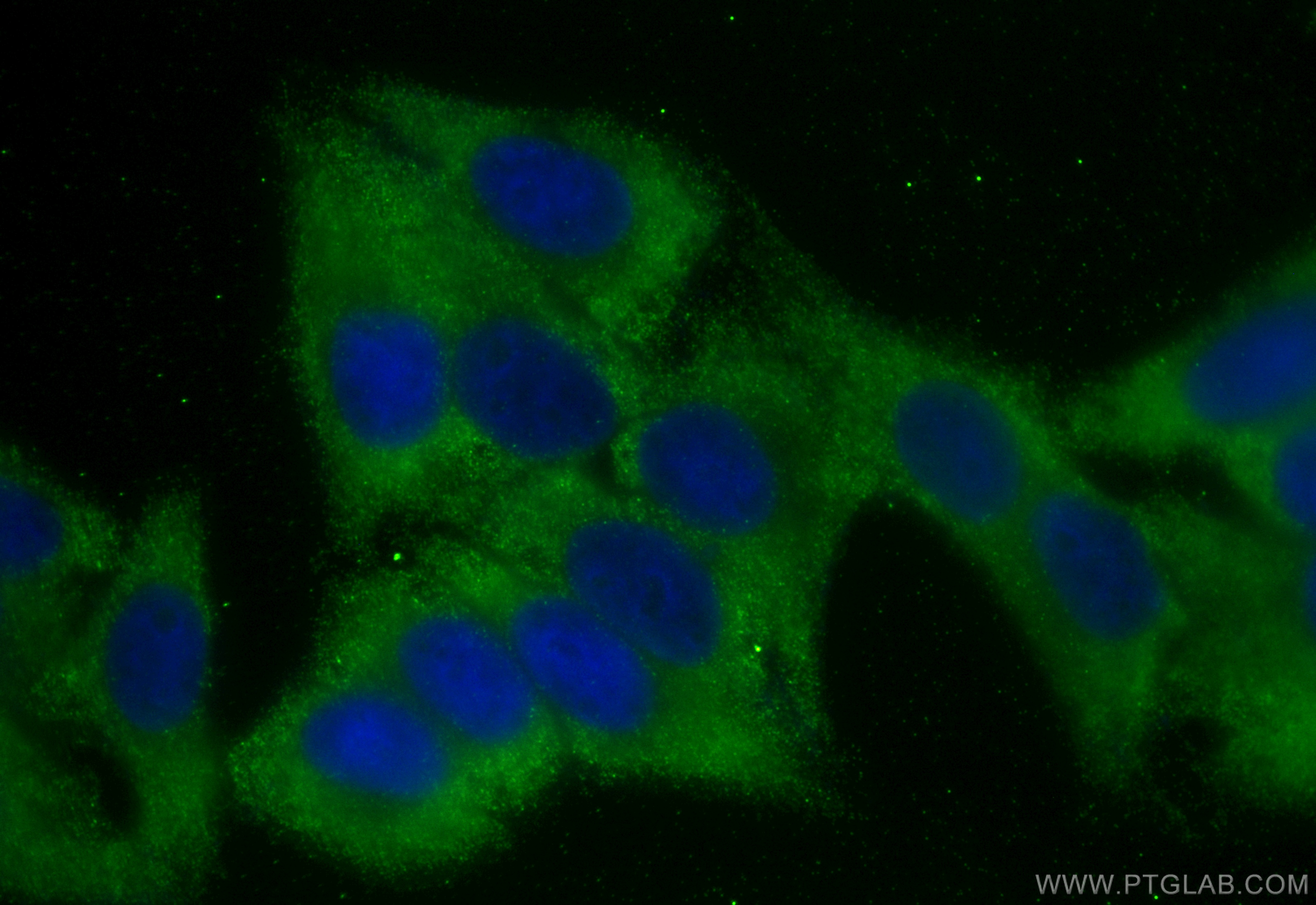 IF Staining of HepG2 using CL488-66104