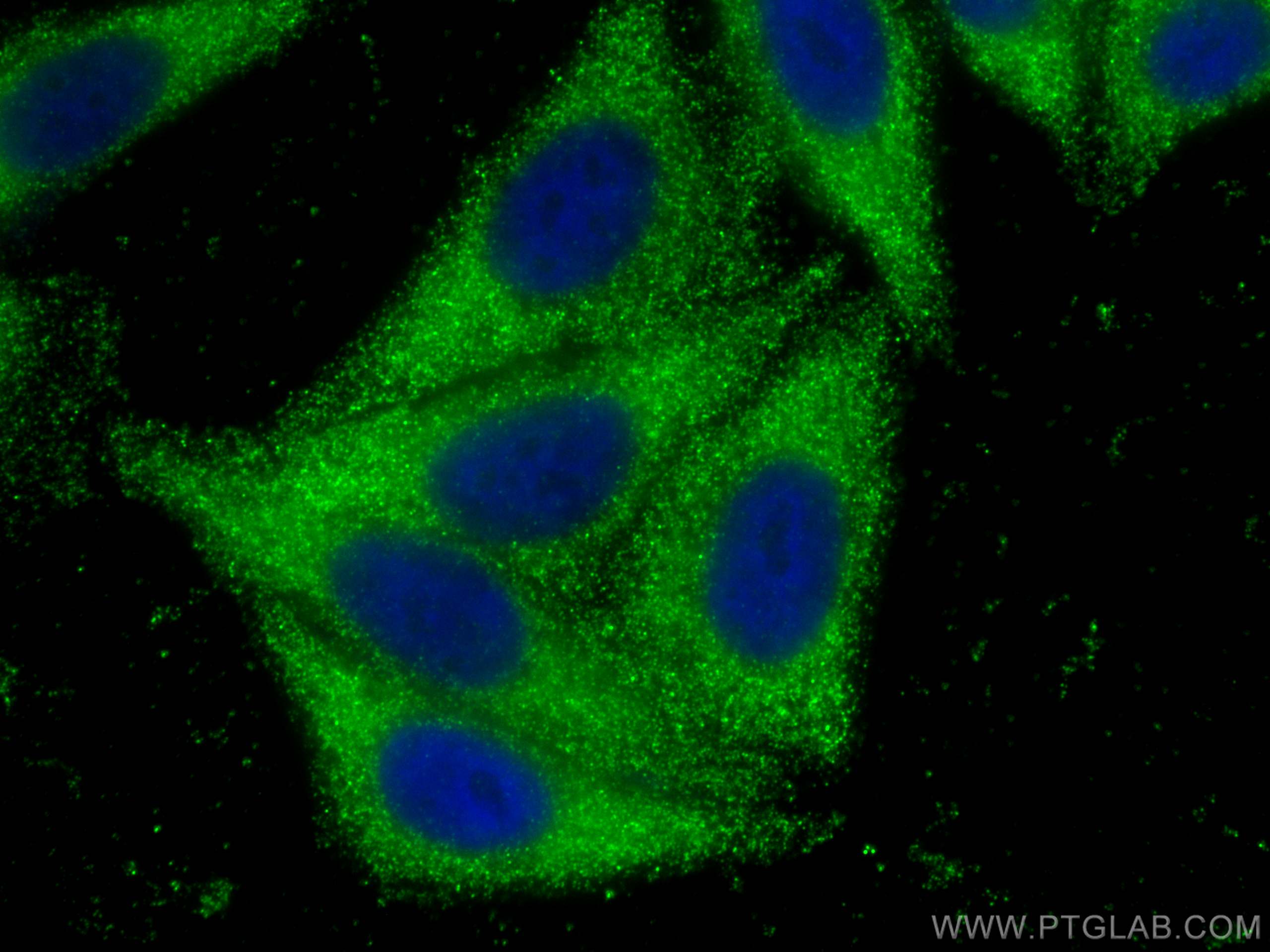 IF Staining of HepG2 using 68126-1-Ig (same clone as 68126-1-PBS)