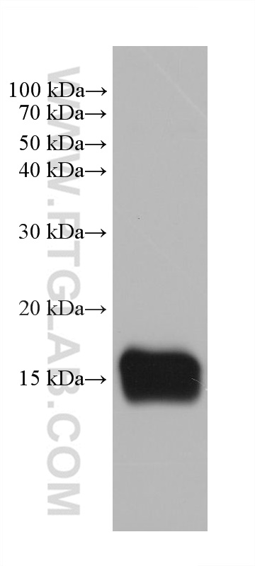 WB analysis of pig kidney using 68126-1-Ig (same clone as 68126-1-PBS)