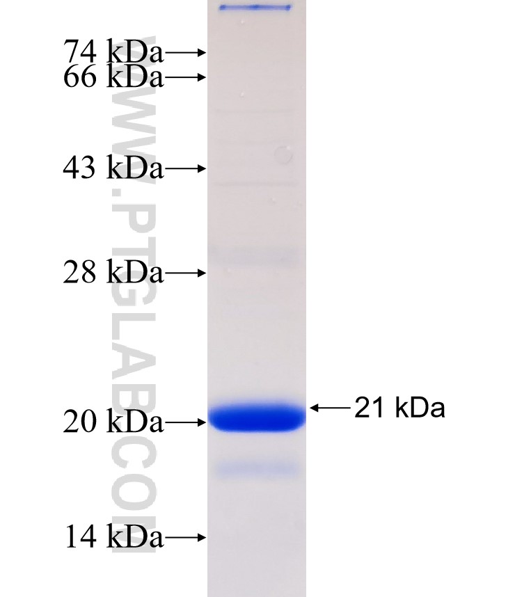 RBPJ fusion protein Ag32636 SDS-PAGE