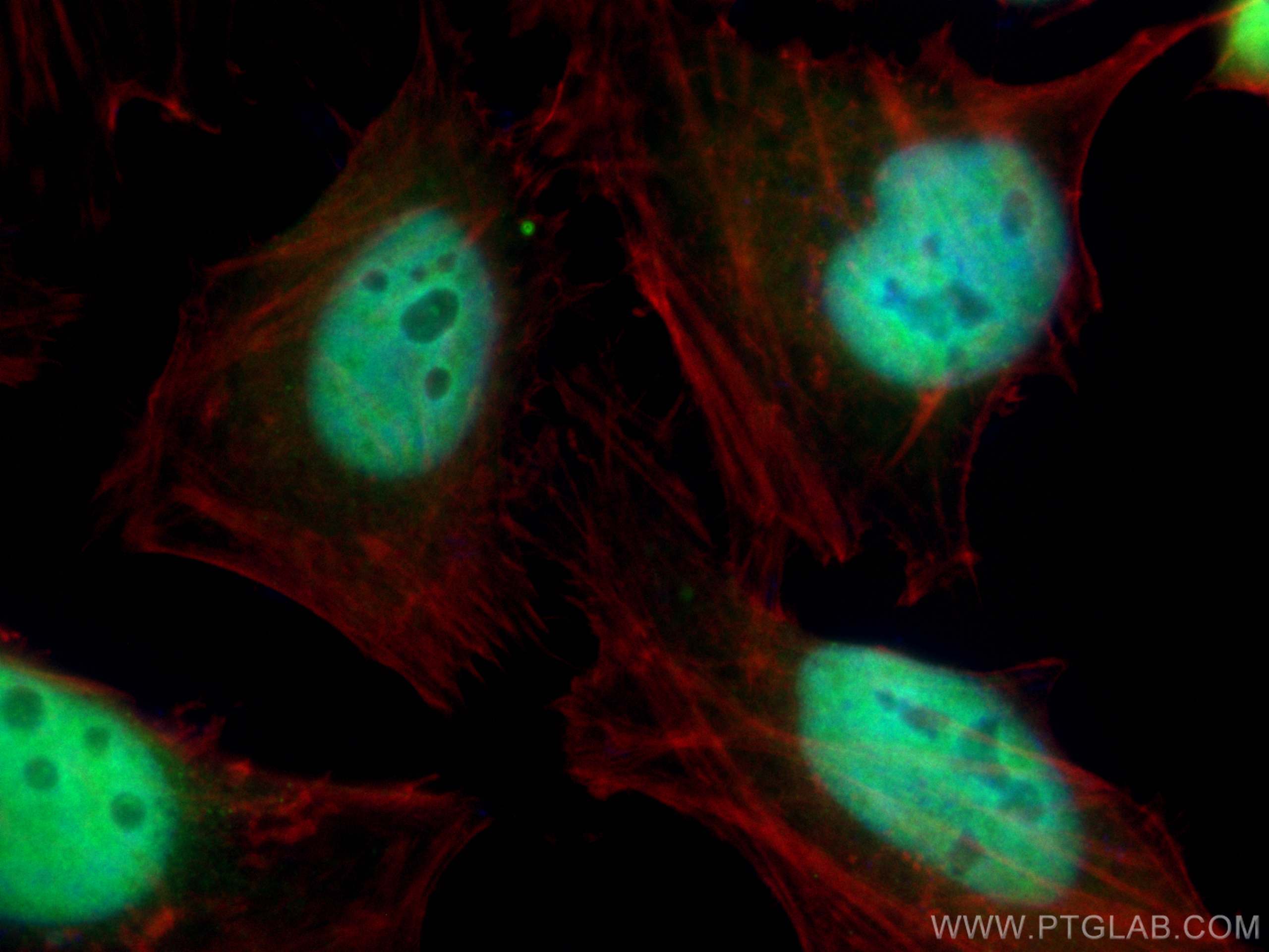 IF Staining of HeLa using CL488-66716