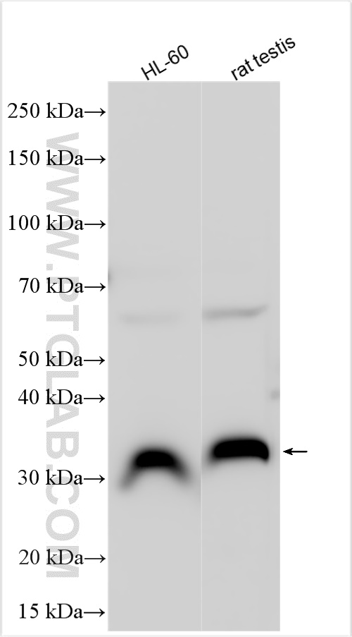 WB analysis using 13820-1-AP