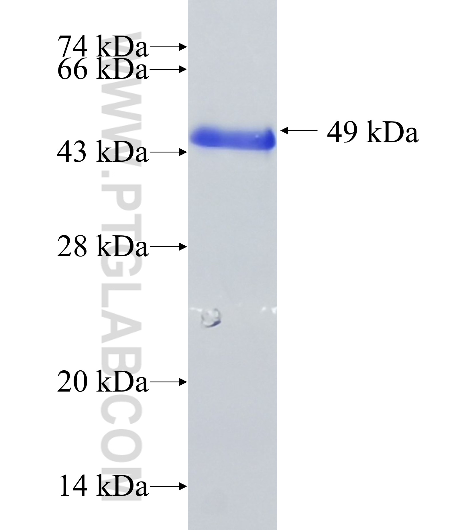 RCN1 fusion protein Ag13308 SDS-PAGE