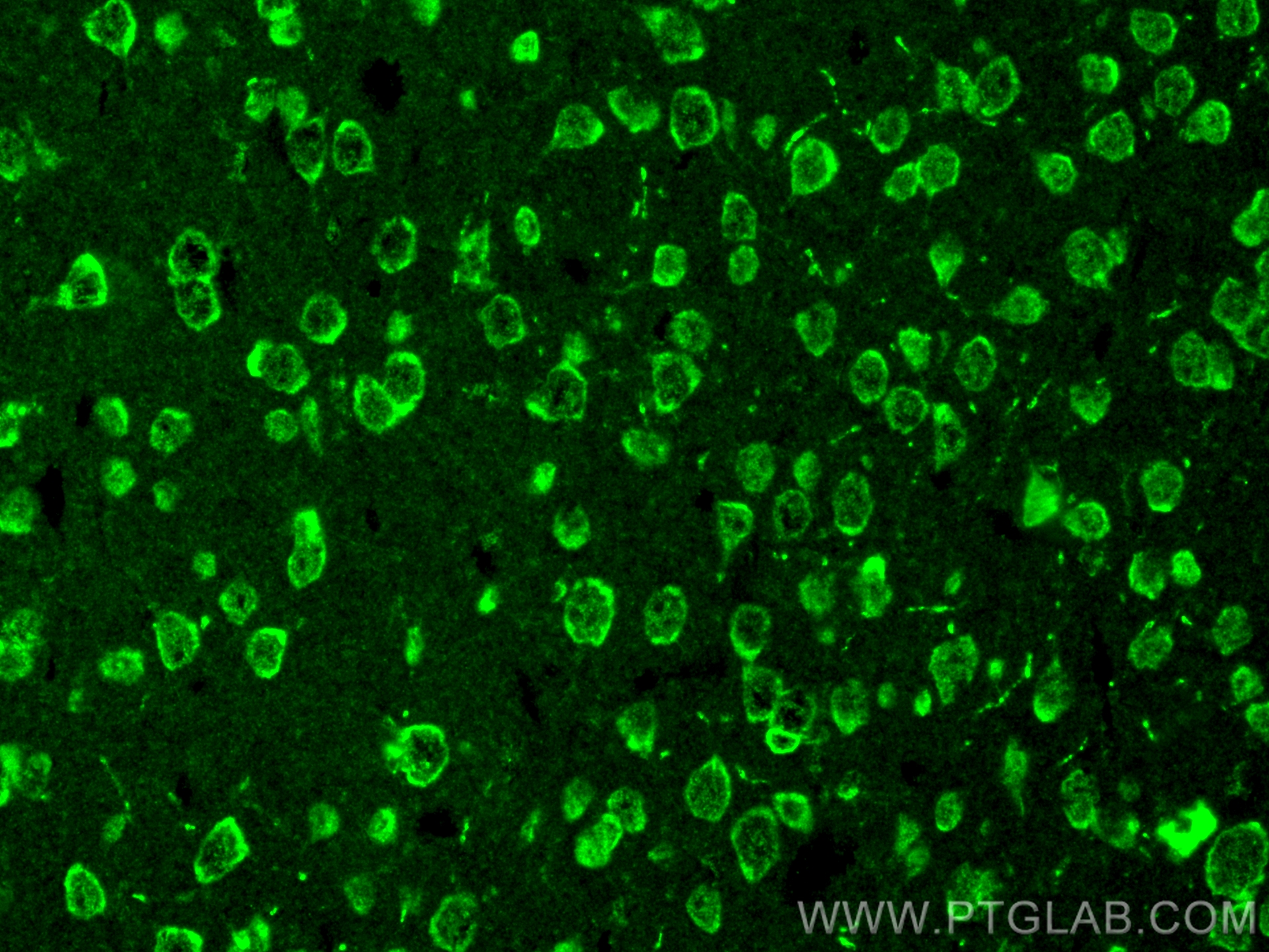 IF Staining of mouse brain using 10073-1-AP