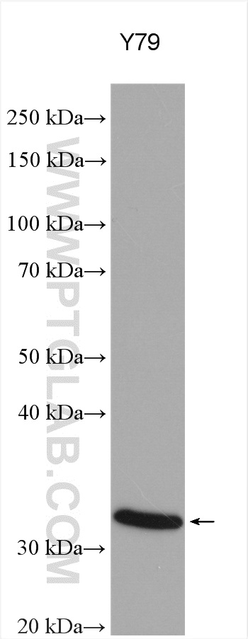 WB analysis using 16067-1-AP