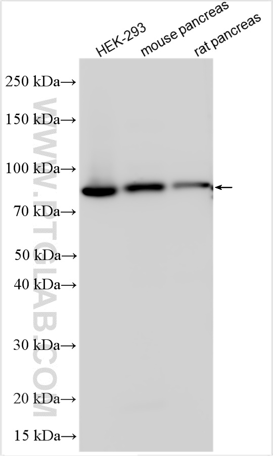 WB analysis using 13790-1-AP