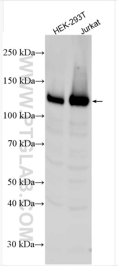 WB analysis using 12468-2-AP