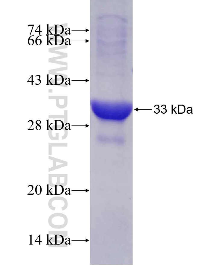 REDD1 fusion protein Ag30250 SDS-PAGE
