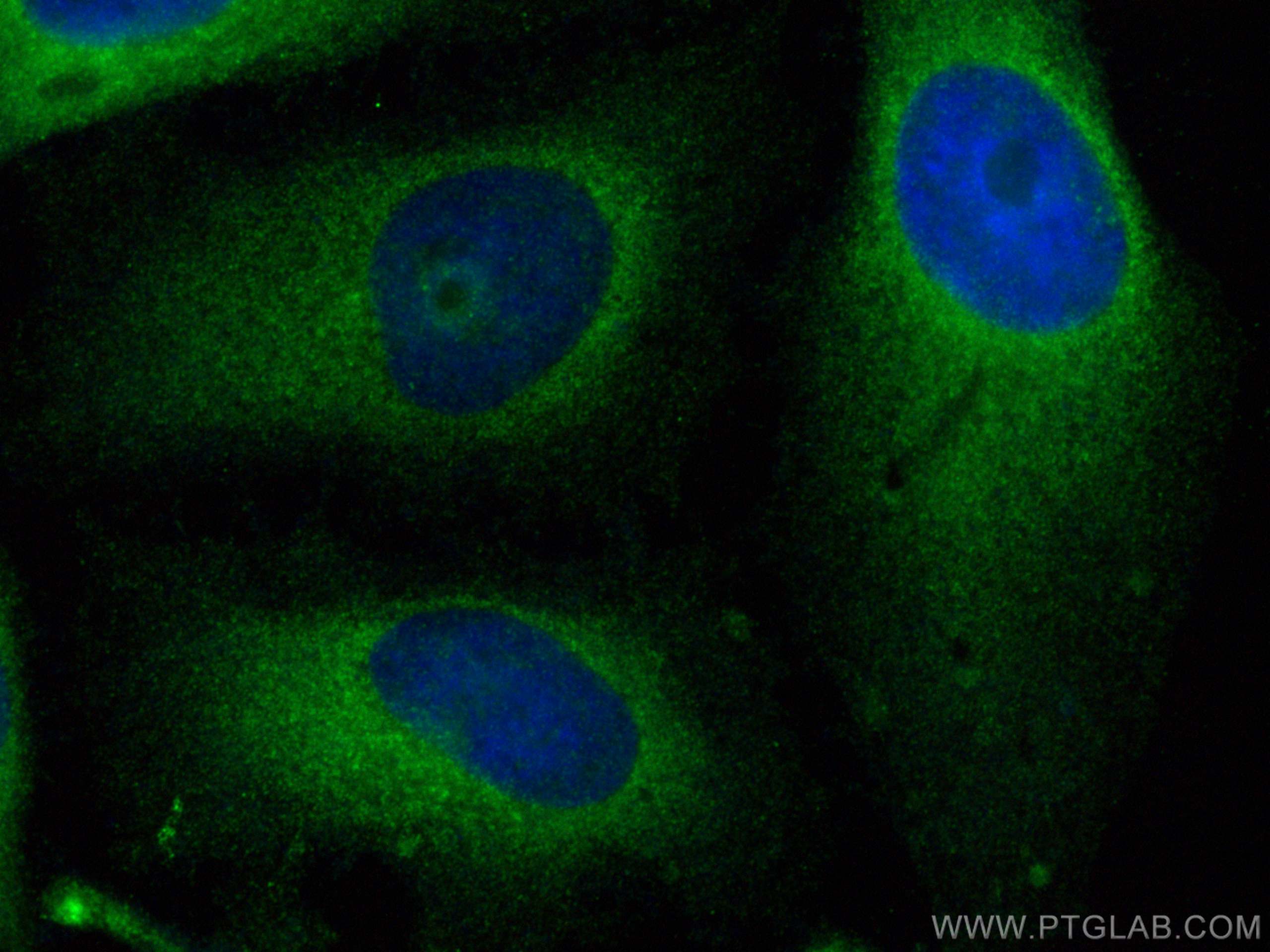 IF Staining of HeLa using 26650-1-AP