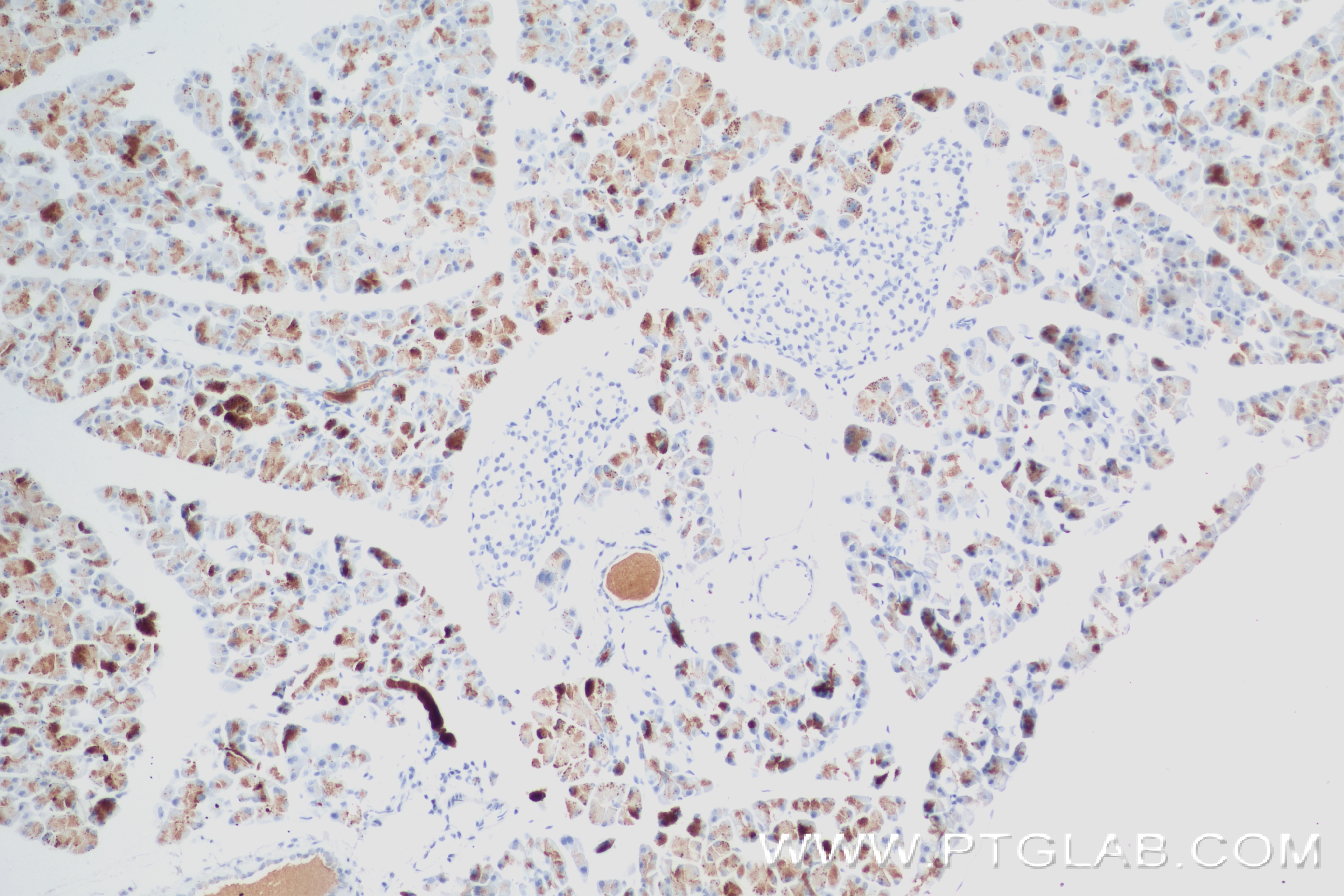 IHC staining of mouse pancreas using 84287-3-RR