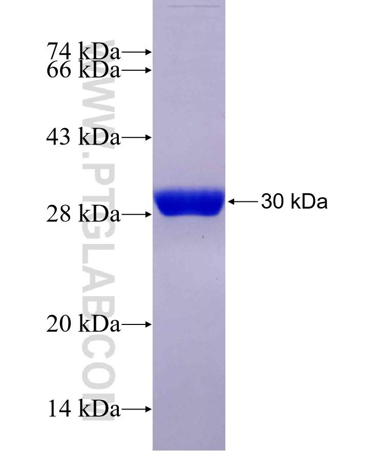 REG fusion protein Ag25077 SDS-PAGE