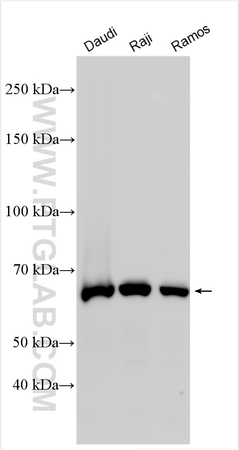 WB analysis using 25027-1-AP