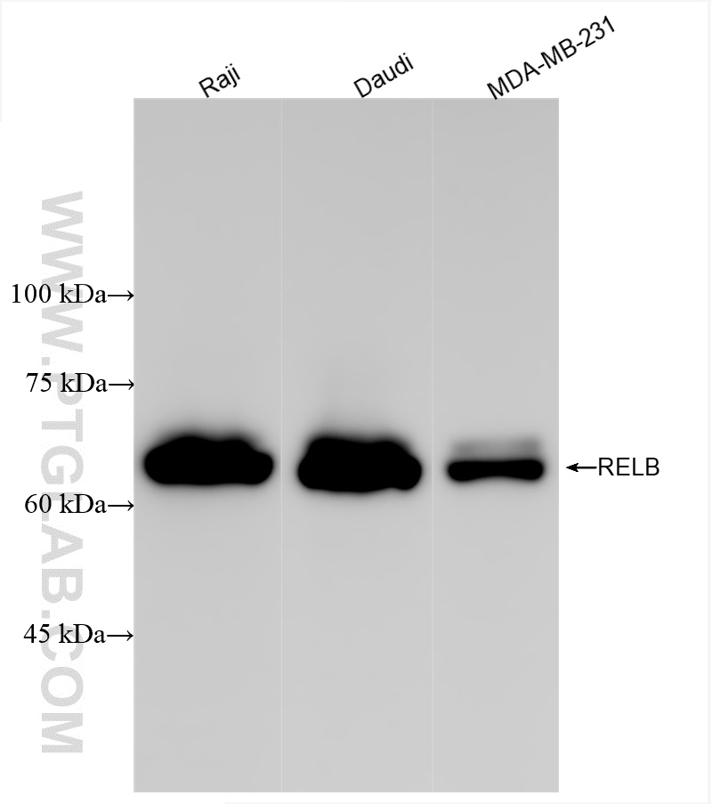 WB analysis using 83305-6-RR