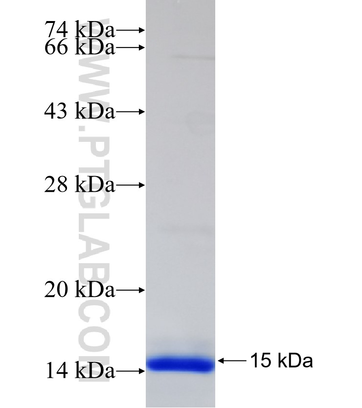 RELB fusion protein Ag30291 SDS-PAGE