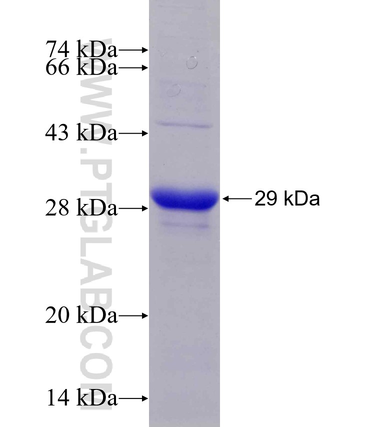 RELN fusion protein Ag29709 SDS-PAGE