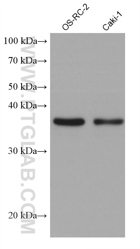 WB analysis using 60128-1-Ig