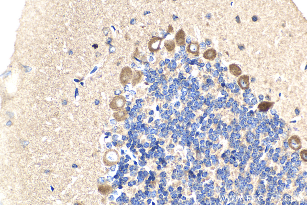 IHC staining of mouse cerebellum using 10926-1-AP