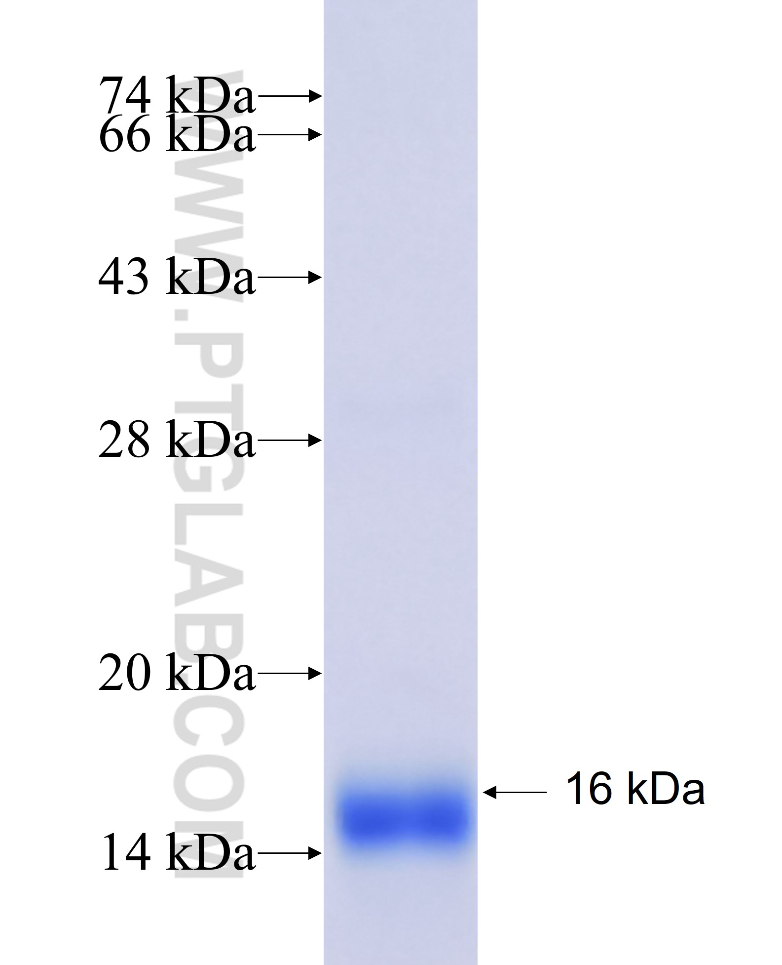 RETN fusion protein Ag21606 SDS-PAGE