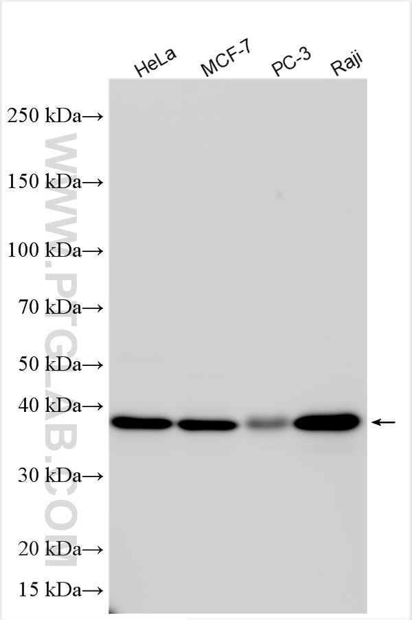 WB analysis using 10410-1-AP