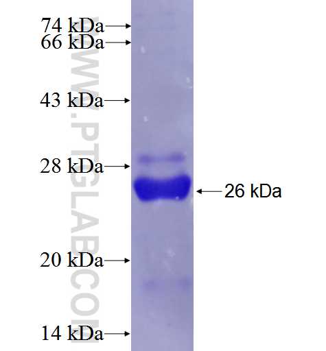 RFC5 fusion protein Ag26717 SDS-PAGE