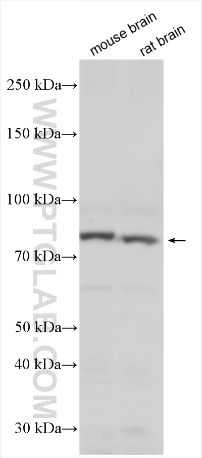 WB analysis using 13971-1-AP