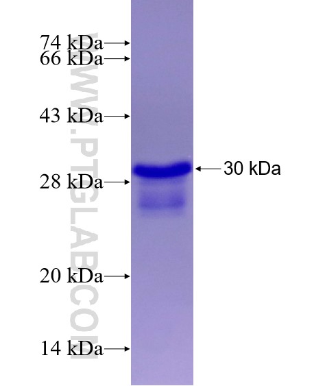 RFXAP fusion protein Ag14507 SDS-PAGE