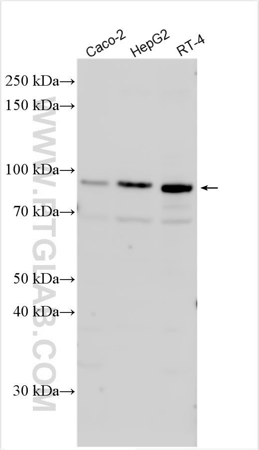 WB analysis using 26626-1-AP