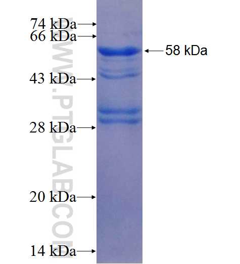 RGL3 fusion protein Ag24329 SDS-PAGE