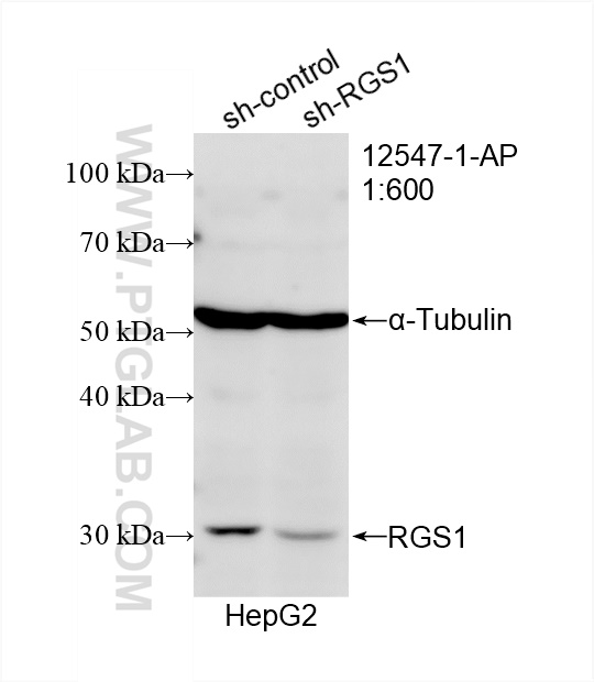 WB analysis of HepG2 using 12547-1-AP