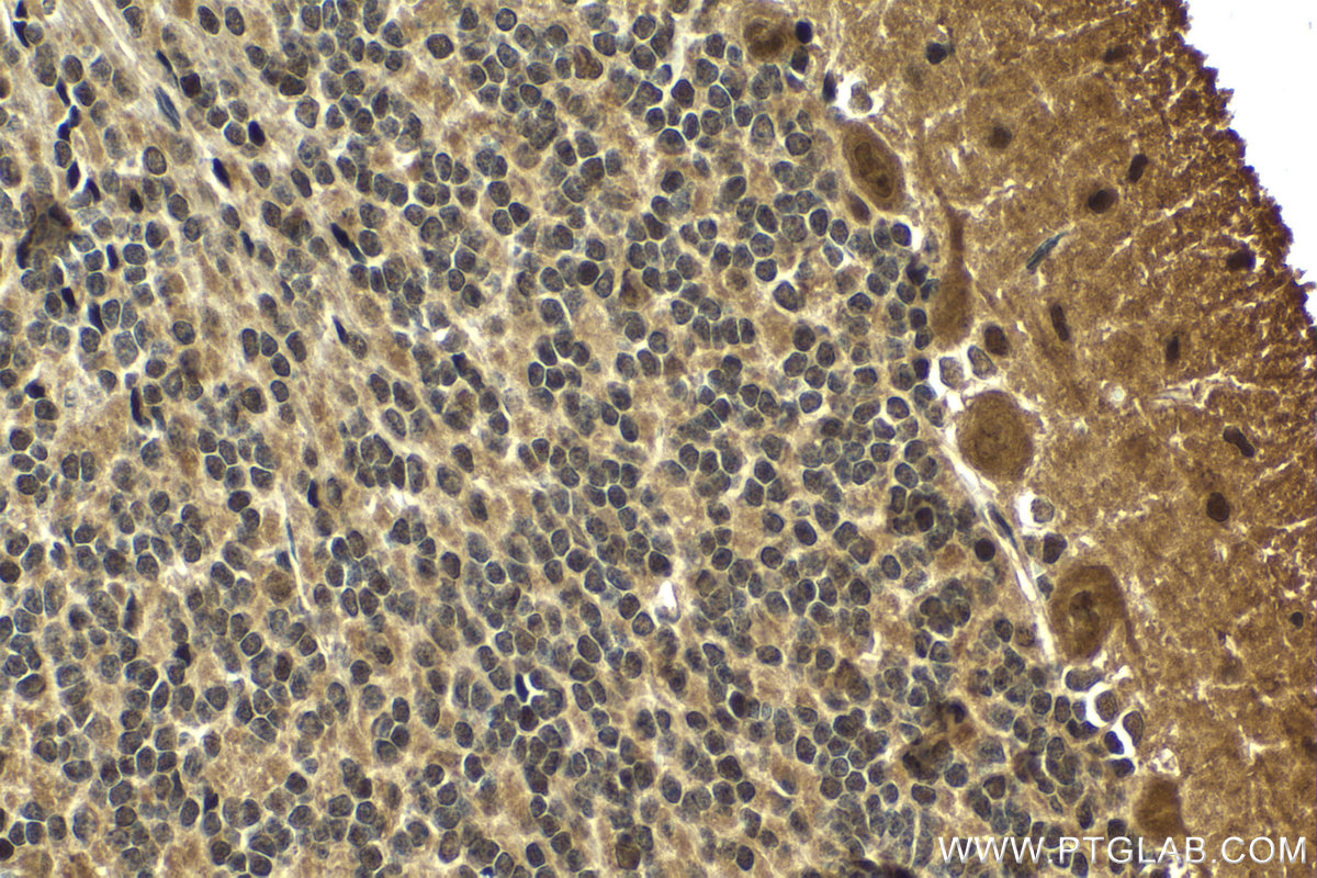 IHC staining of rat cerebellum using 29803-1-AP