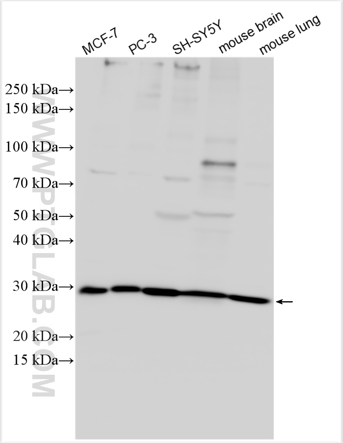 WB analysis using 12549-1-AP