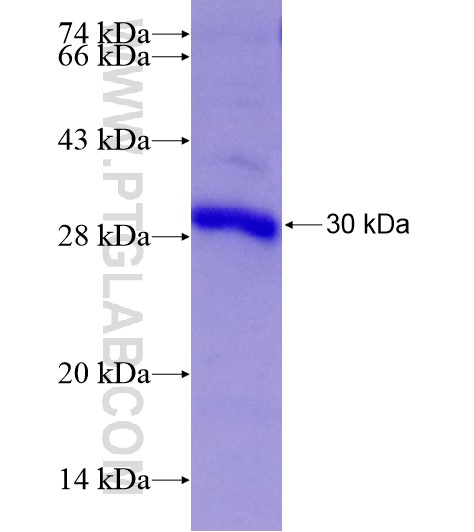 RGS2 fusion protein Ag28603 SDS-PAGE