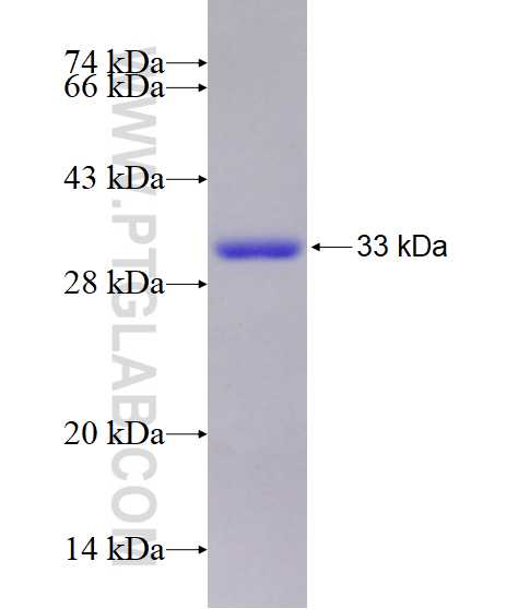 RGS3 fusion protein Ag28710 SDS-PAGE