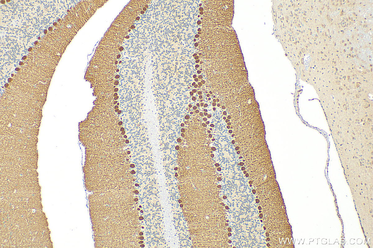 IHC staining of mouse cerebellum using 27394-1-AP