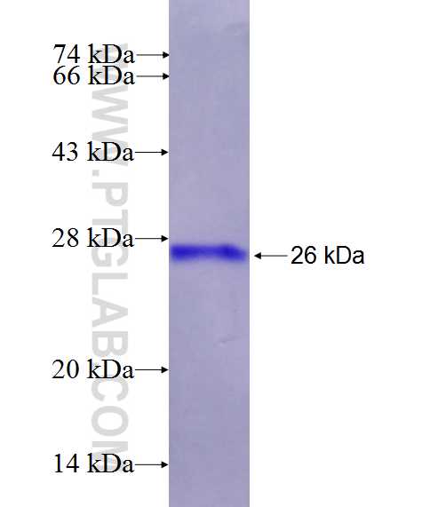 RGS8 fusion protein Ag26561 SDS-PAGE