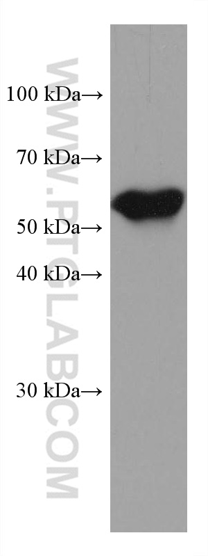 WB analysis of human placenta using 67714-1-Ig