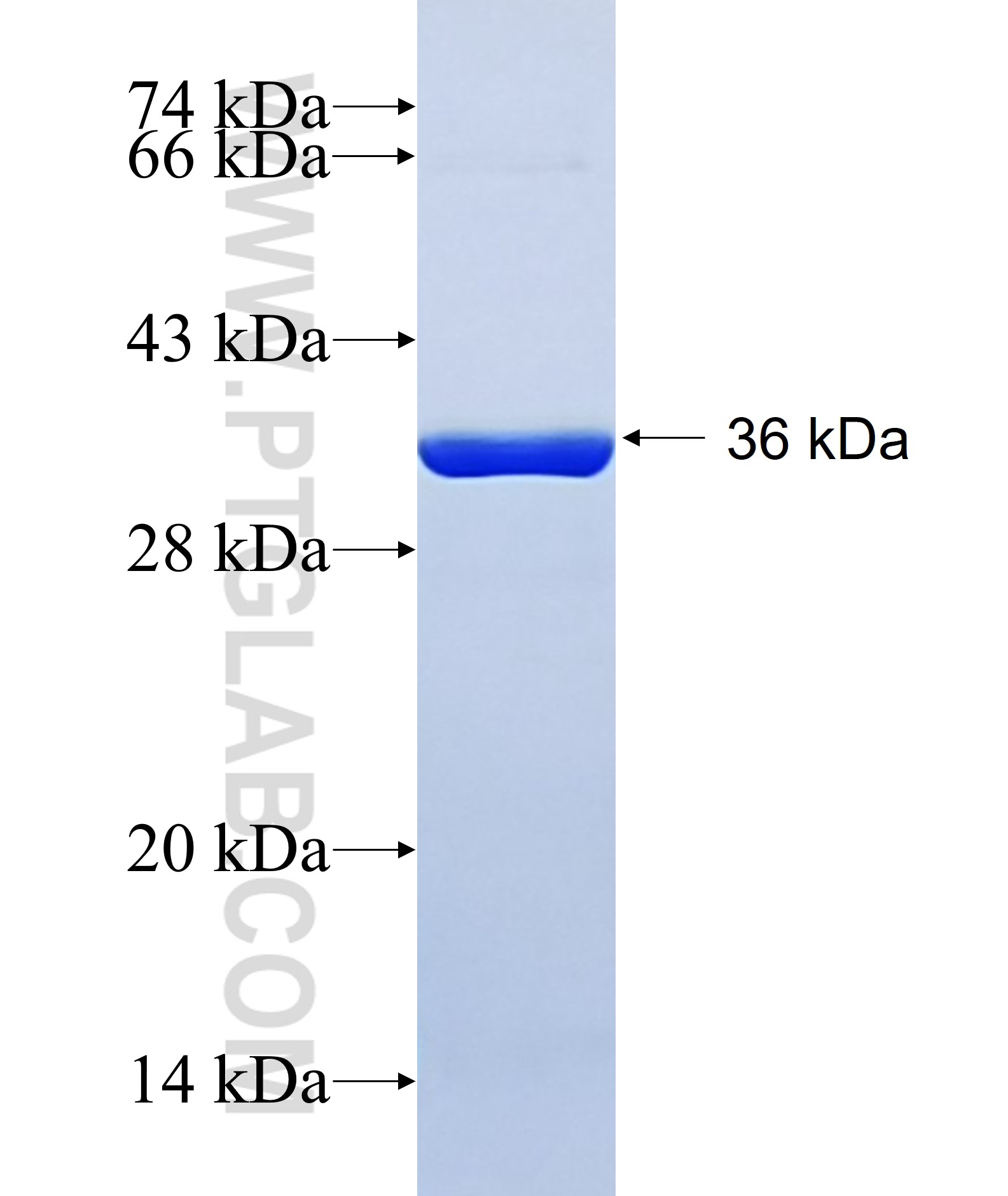 RHEBL1 fusion protein Ag35122 SDS-PAGE