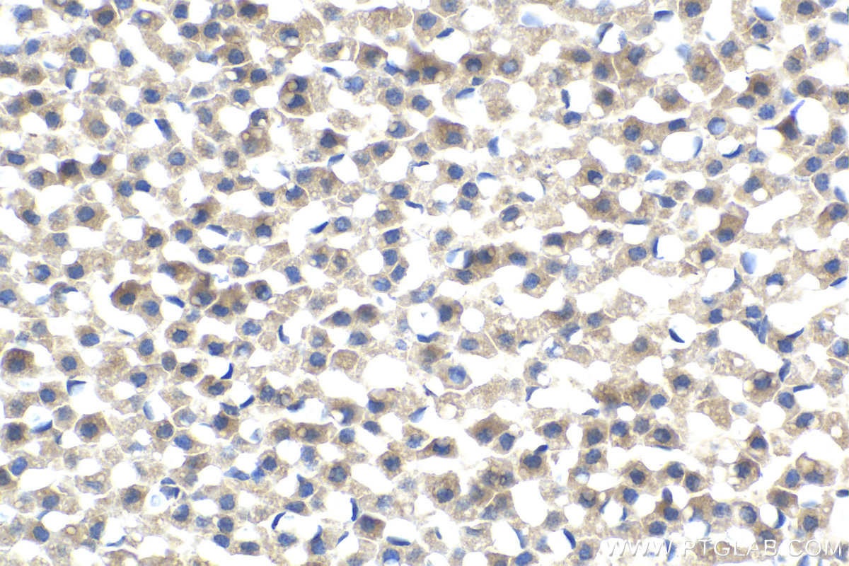 IHC staining of rat adrenal gland using 13945-1-AP