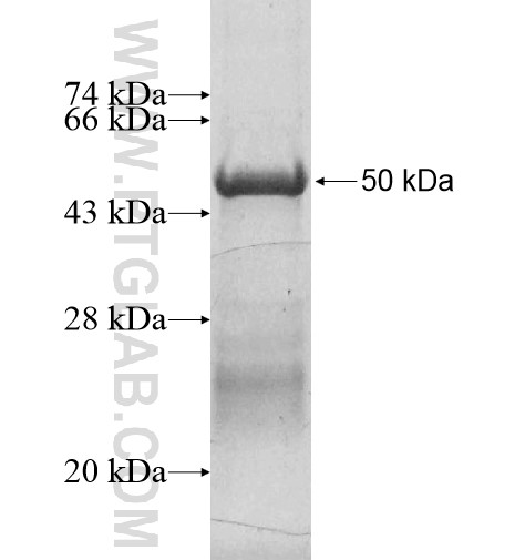 RHOJ fusion protein Ag5896 SDS-PAGE