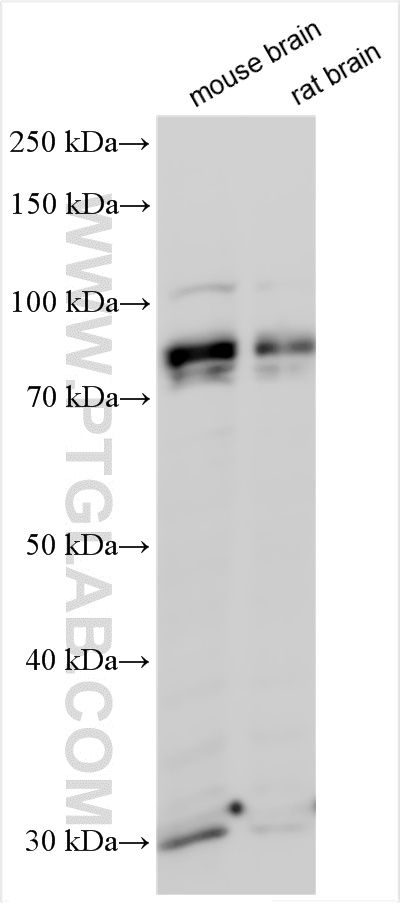 WB analysis using 21560-1-AP