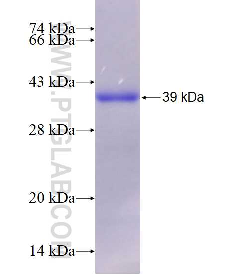 RHOT2 fusion protein Ag21046 SDS-PAGE