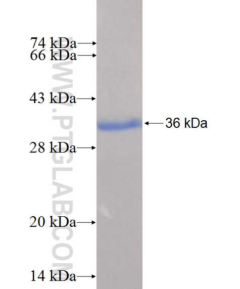 RHOU fusion protein Ag26498 SDS-PAGE