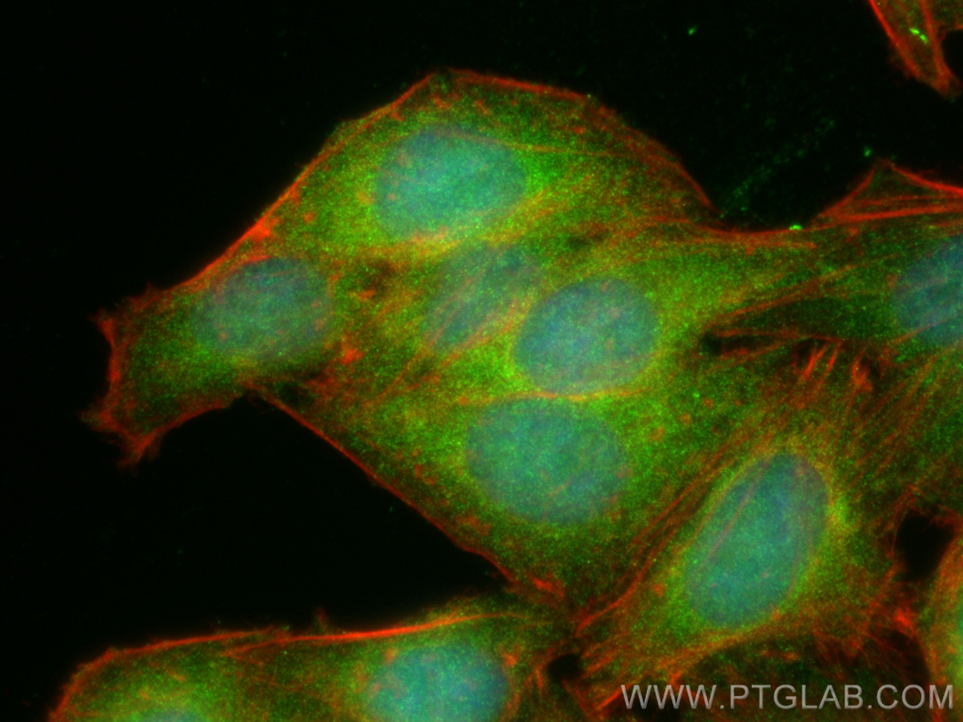 IF Staining of HepG2 using 12671-1-AP