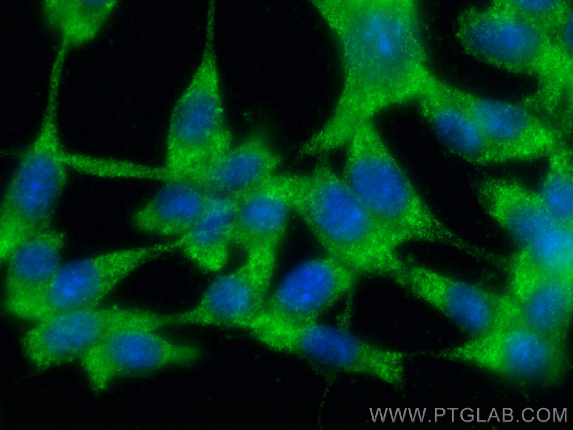 IF Staining of NIH/3T3 using 27248-1-AP